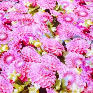 FlowerPower