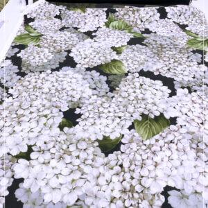 bedruckter, gestretchter Viscosecrepe eines ital. Modelabels, als Rapport